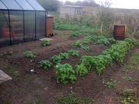 /album/cherrytree-allotment/a2nd-season-early-potatoes-jpg/